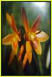 Cattleya aurantiacaC