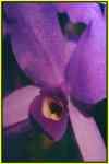 Cattleya skinneri