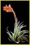 meridionalis