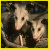 opossum