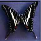 papilio